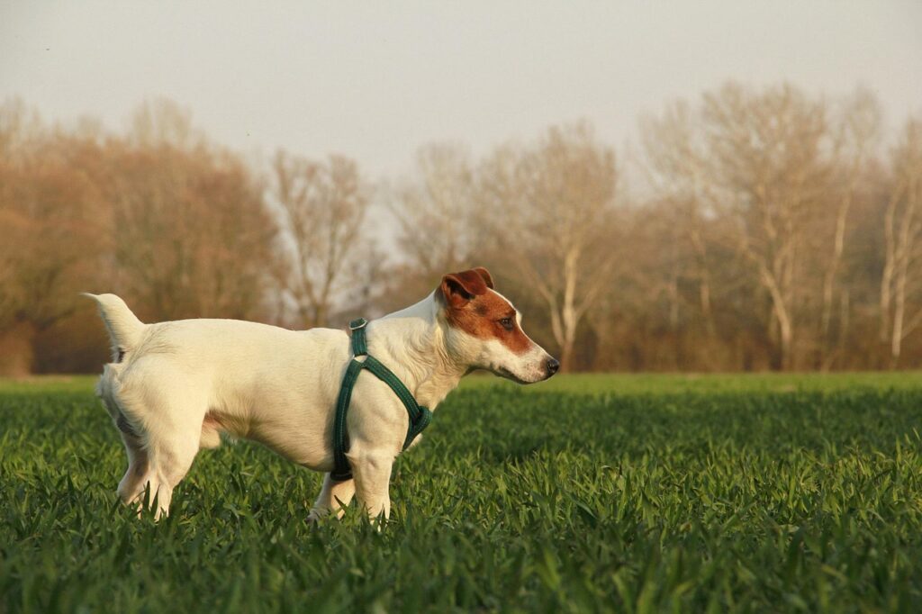 Dog running freely in a green open field