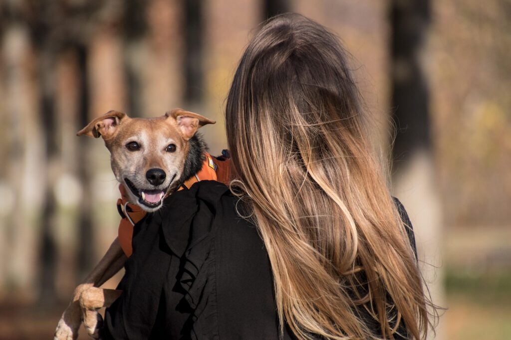 Seasonal Pet Care Tips: How to Keep Your Pet Safe All Year Round